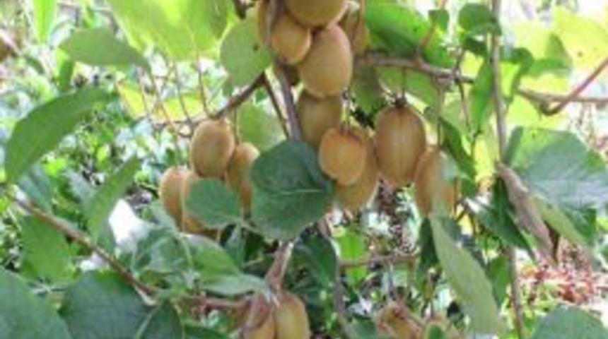 Gıda Tarım Ve Hayvancılık M&uuml;d&uuml;rl&uuml;ğ&uuml; Kivi &Uuml;reticilerine Uyarıda Bulundu