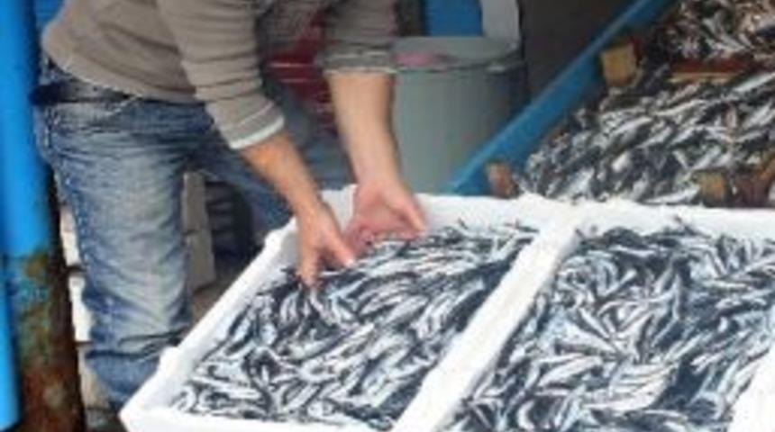 Kurban Bayramı Sonrası Hamsi Bereketi