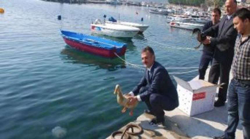 Temizlenen K&ouml;rfezde Artık &Ouml;rdekler Y&uuml;zecek