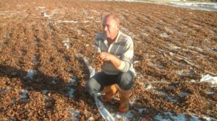 Burhaniye&rsquo;de Biber Artıkları Hayvan Yemi Oldu