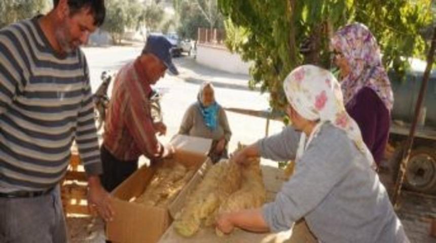 Sarıgöl’de Tütün Teslim Hazırlıkları Başladı