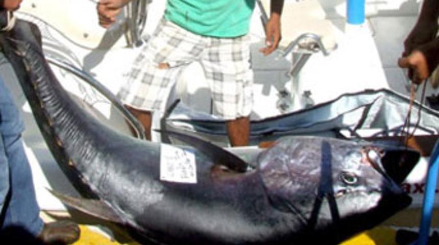 74 kiloluk orkinos yakalandı