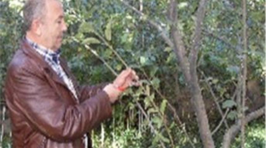 Sonbahar D&ouml;nemi Budama Eğitimleri Yapıldı