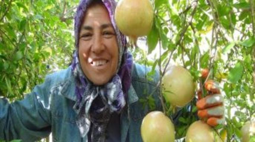 Silifke&rsquo;de Tescilli Keben Narı Hasadı Başladı