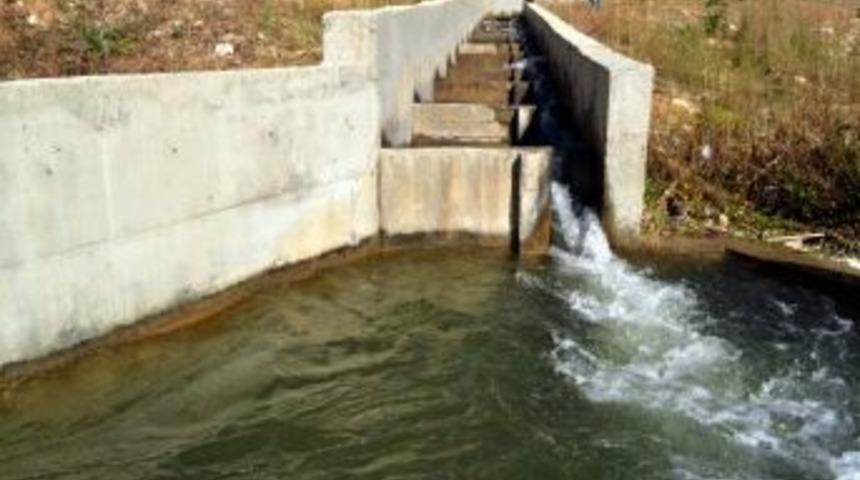 G&ouml;&ccedil; Edemeyen Tatlı Su Balıkları Yok Oluyor
