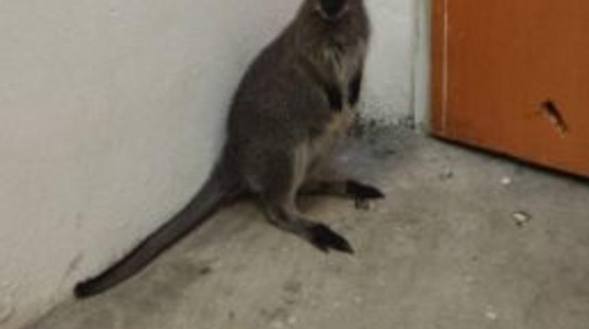 İpsala&rsquo;da Ka&ccedil;ak Hayvan Operasyonu