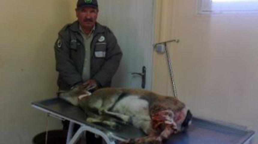 Yaralı Yaban Ke&ccedil;isine Doğaya Bırakıldı