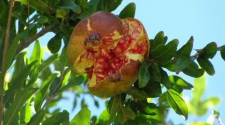 Nar &Ccedil;atlamaları &Uuml;r&uuml;n Kaybına Neden Oluyor