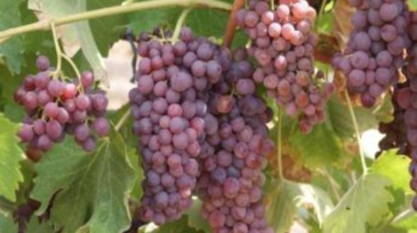 Kırıkkale'deki &Uuml;z&uuml;m Bağlarında Kış Hazırlığı Başladı