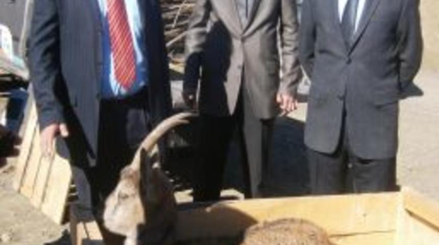 Yaralı Yaban Ke&ccedil;isi Tedavisinin Ardından Doğaya Salındı