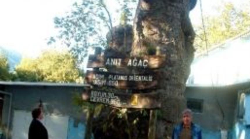 Edremit&rsquo;te 870 Yıllık Anıt Ağacın Dalı Kesildi