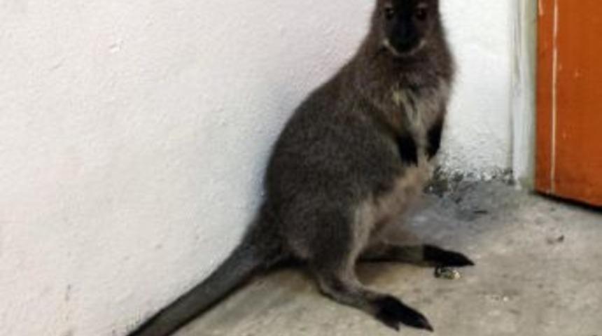 İpsala&rsquo;da Ka&ccedil;ak Kanguru Yakalandı