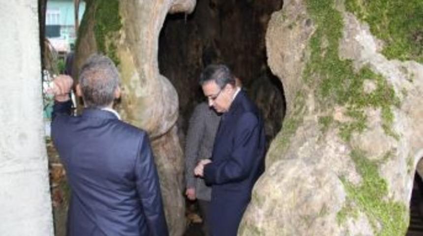 Vali Su, Anıt Ağacı İnceledi