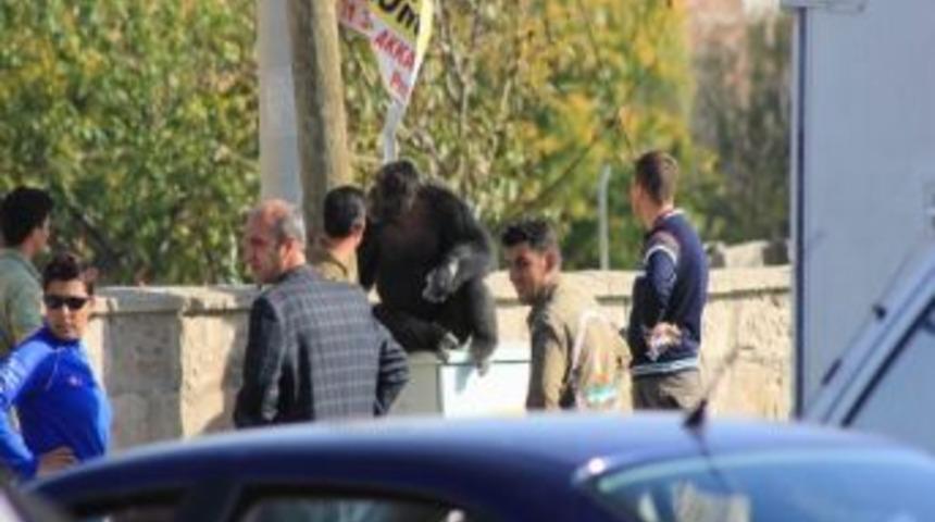 Kafesinden Ka&ccedil;an Şempanze Uyuşturucu İğneyle Bayıltıldı