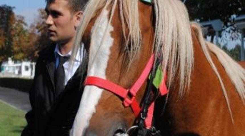 Safkan Arap Tayları Servet Değerinde Satıldı