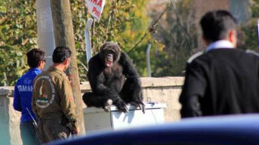 Kayseri'de şempanze paniği!