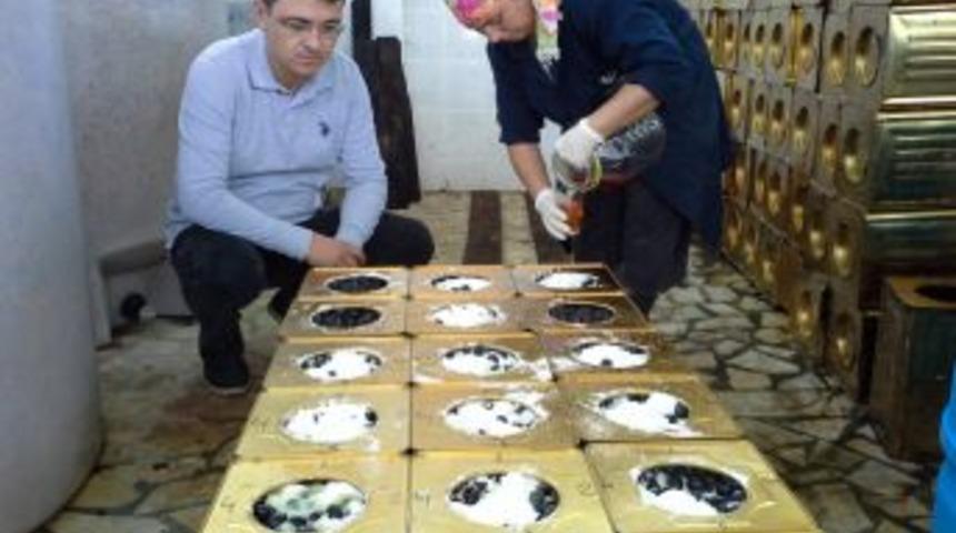 Edremit K&ouml;rfezi'ndeki Yeşil Zeytin Rekoltesinde Azalma Bekleniyor