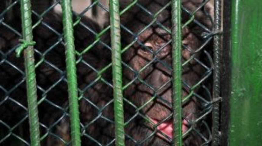 Şempanzenin Firarı Kısa S&uuml;rd&uuml;