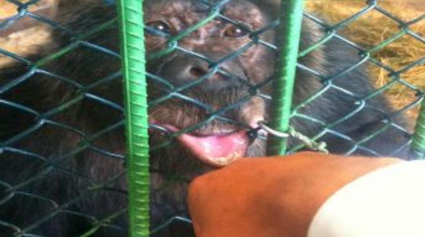 Ziyaret&ccedil;ilerin Elini &Ouml;pen Şempanzenin Firarı Kısa S&uuml;rd&uuml;