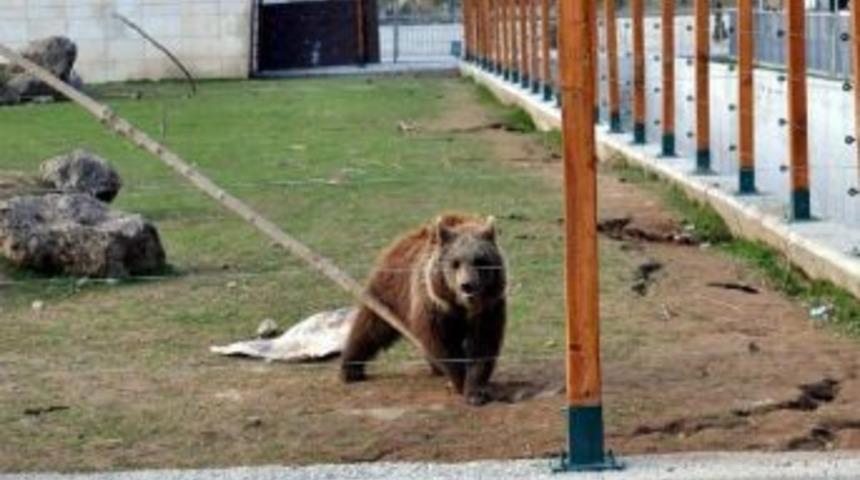 Kardeş Ayıların Oyun Zamanı