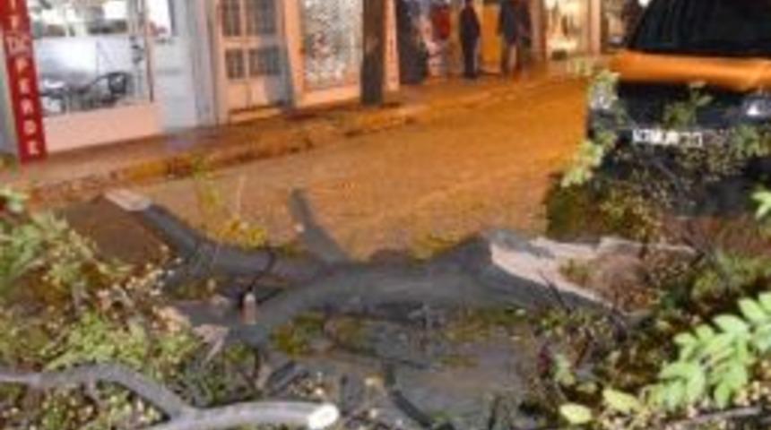 Kamyonet Ağacı G&ouml;vdesinden Kopardı