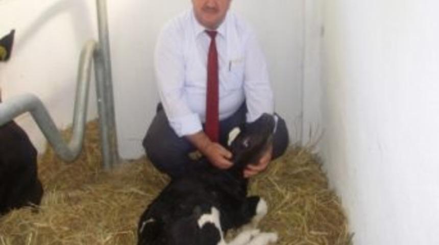 Bafra&rsquo;da Gebe D&uuml;ve Dağıtımı