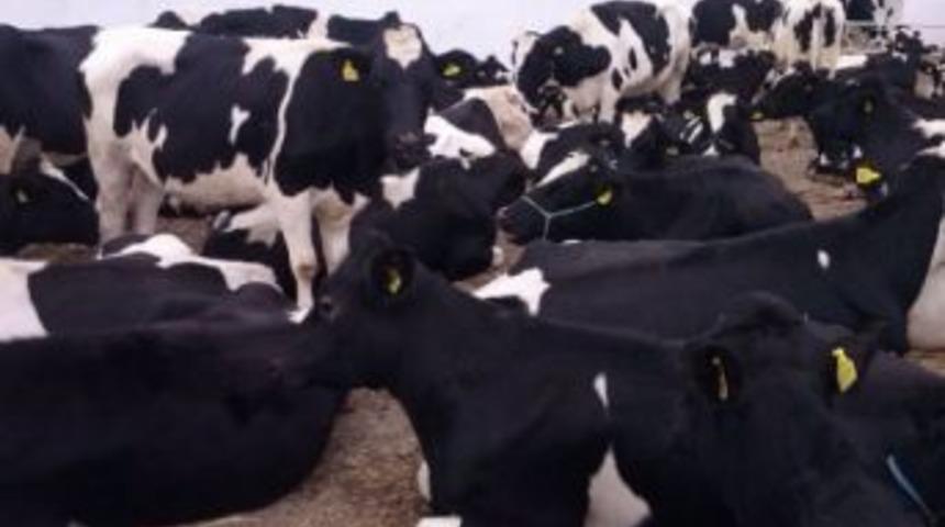 Bafra'da Damızlık Hayvan Dağıtımı Yapıldı