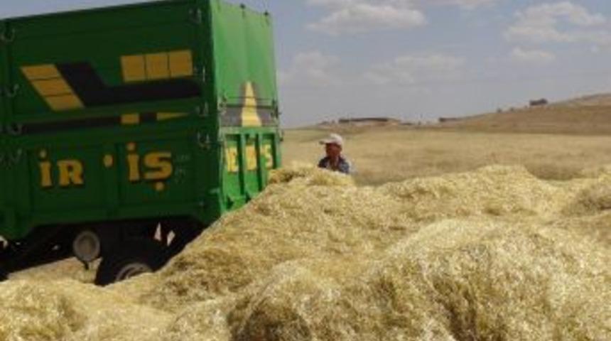 Ge&ccedil;en Sene Fiyatı Tavan Yapan Saman Bu Sene Tarlada Kaldı