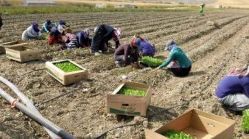 Marul Gap Çiftçisini Yeni Ürünü