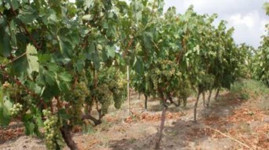 &Uuml;z&uuml;m Bağlarında Kış Hazırlığı Başladı