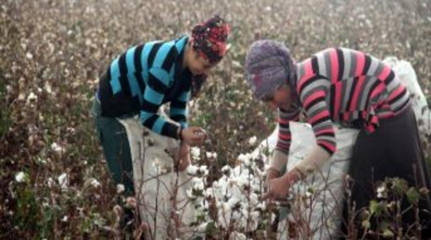 (&ouml;zel Haber) Okul Har&ccedil;lıklarını Pamuktan &Ccedil;ıkarıyorlar
