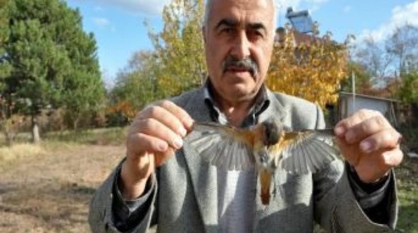 Sivas&rsquo;taki B&uuml;lb&uuml;l &Ouml;l&uuml;mleri Dikkat &Ccedil;ekiyor