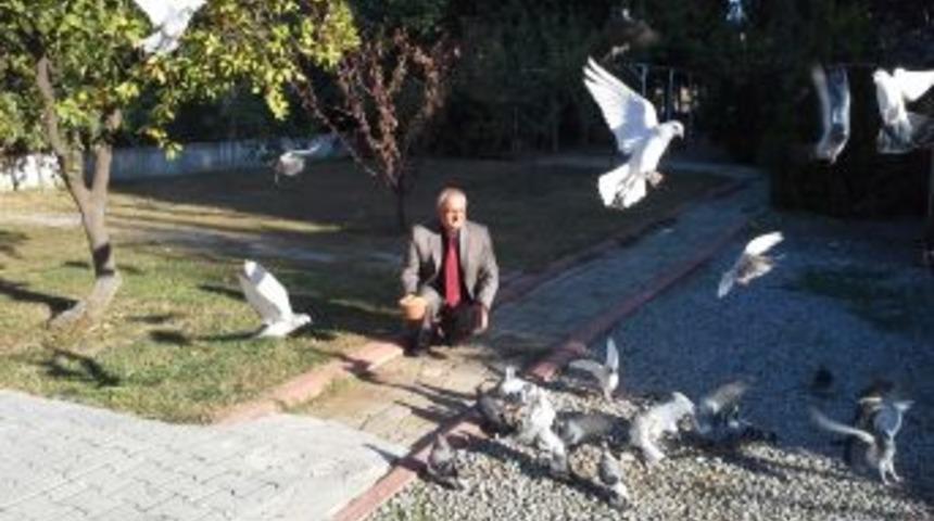 Edremit'te Barınaksız Kalan G&uuml;vercinlere Tarım İl&ccedil;e M&uuml;d&uuml;rl&uuml;ğ&uuml; Sahip &Ccedil;ıkıyor