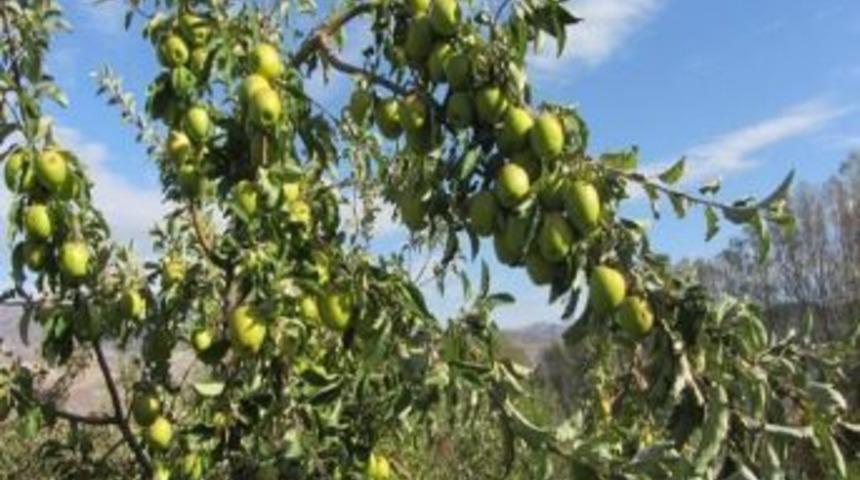 Meyveciliği Geliştirme Çalışmaları Devam Ediyor