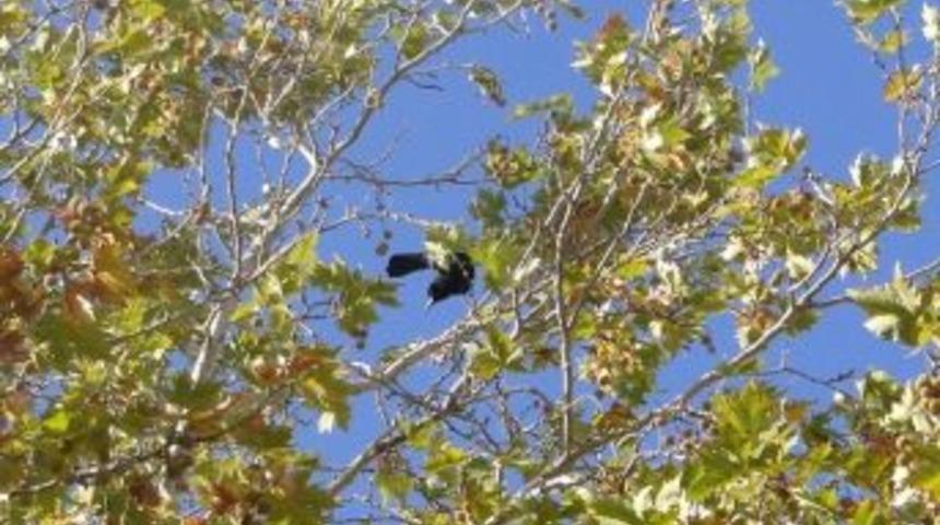 &Ccedil;orum&rsquo;da Karga Kurtarma Operasyonu