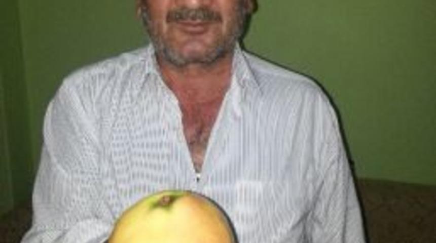 1 Kilogramlık Ayvalar G&ouml;renleri Şaşırttı