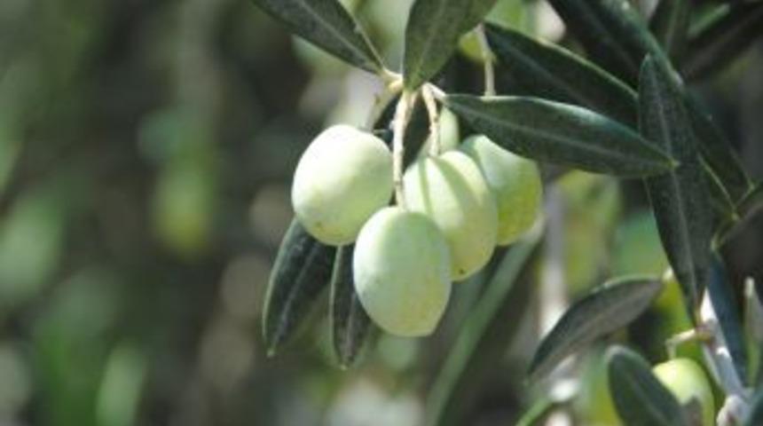 Rekolte D&uuml;ş&uuml;kl&uuml;ğ&uuml;, MZO'nun Zeytin Sıkmasını Bin Tona D&uuml;ş&uuml;rd&uuml;