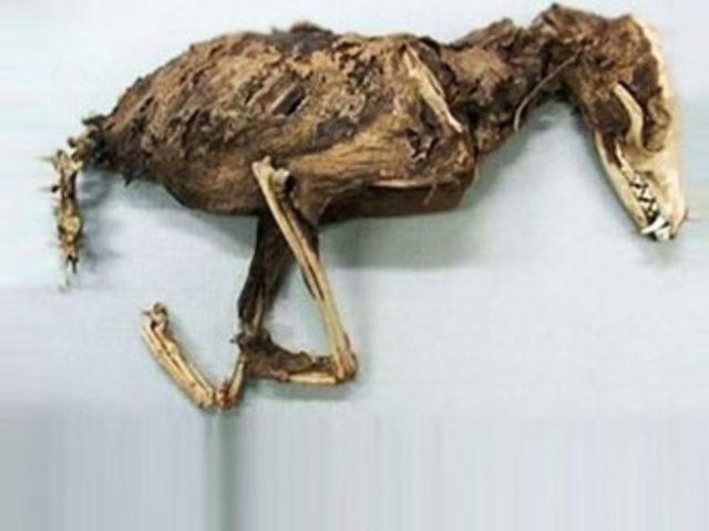 Efsanevi yaratıklar! 1