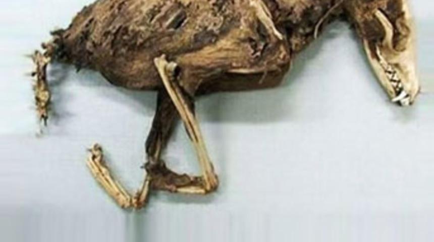 D&uuml;nya bu yaratığı konuşuyor!