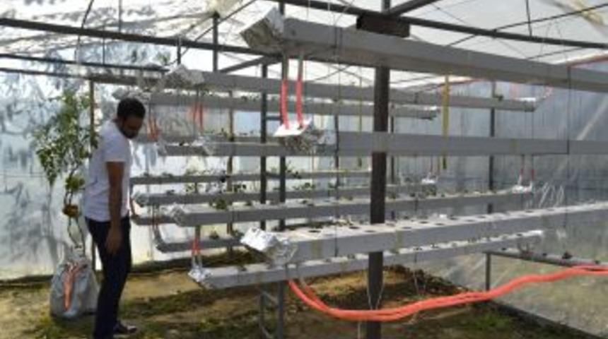 Topraksız Fındık Kabuğunda &Ccedil;ilek &Uuml;retiyor