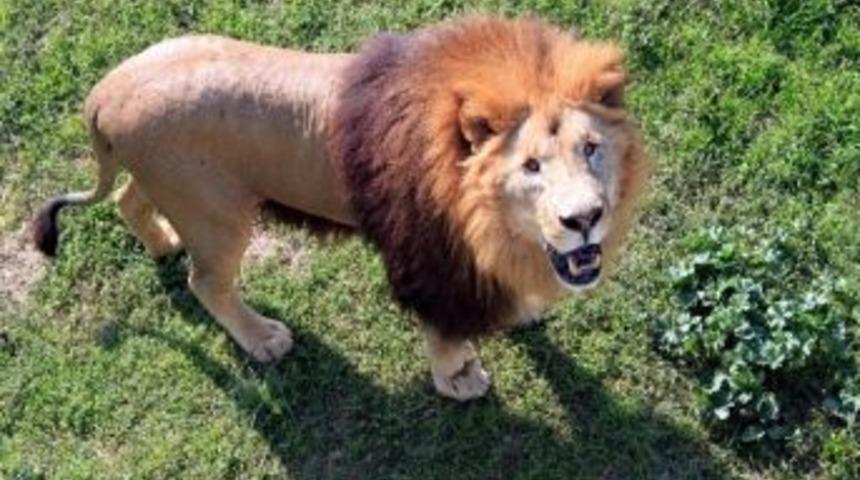 (&ouml;zel Haber) Aslanların M&uuml;thiş Tavuk Kavgası