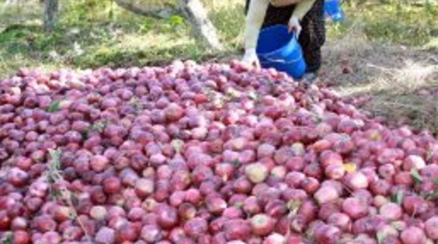 Elma&rsquo;da Rekolte Paraya D&ouml;n&uuml;şmedi, &Uuml;r&uuml;n Bah&ccedil;ede &Ccedil;&uuml;r&uuml;meyi Bekliyor