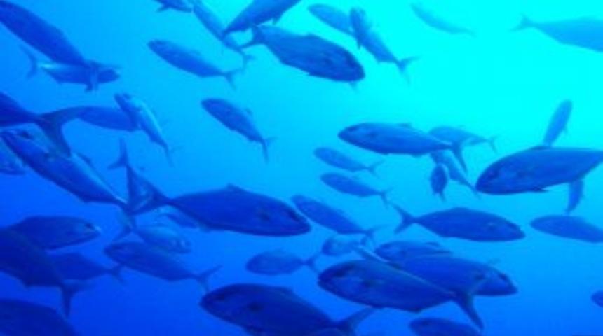 Balık&ccedil;ılıkta Temel Sıkıntı Bilgi Eksikliği