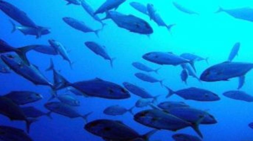 Balık&ccedil;ılıkta Bilgi Eksikliği Temel Sorun