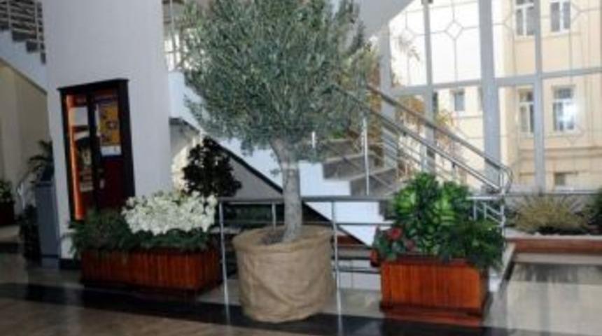 Protokol Zeytin Ağa&ccedil;larıyla Karşılanacak