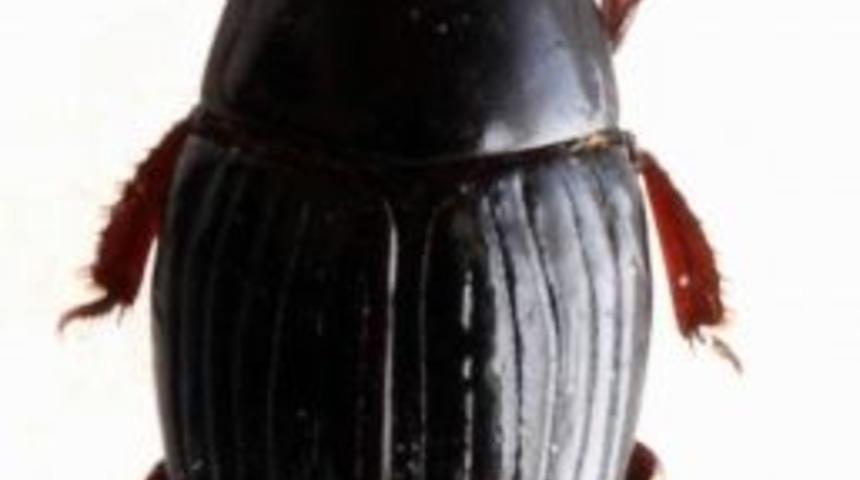 (&ouml;zel Haber) T&uuml;rkiye&rsquo;de Yeni Bir B&ouml;cek T&uuml;r&uuml; Keşfedildi