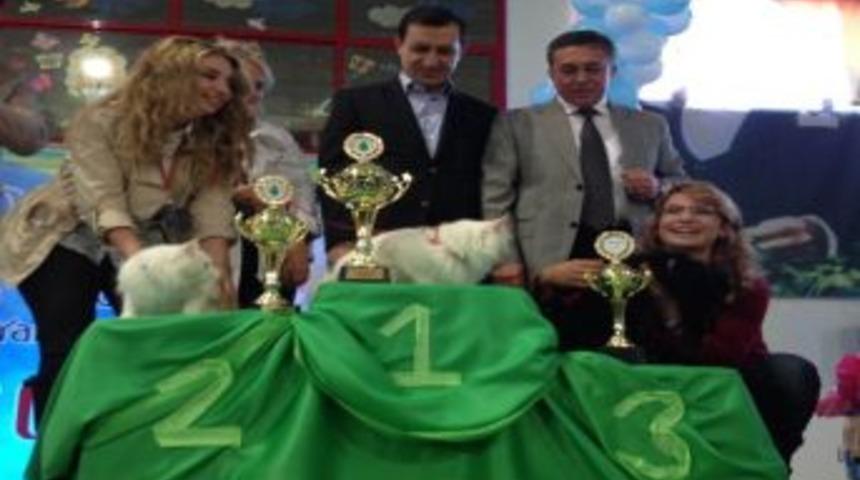 Ankara Kedileri Podyumda Boy G&ouml;sterdi