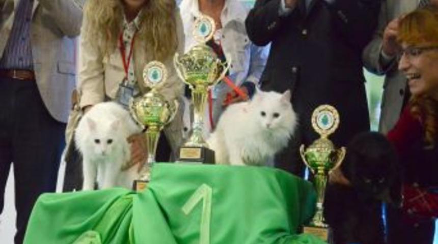 Ankara‘nın En Güzel Kedisi ‘Misket’