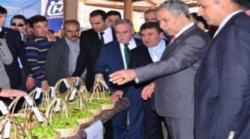 Arın&ccedil;, Manisa'da Zeytin Festivaline Katıldı