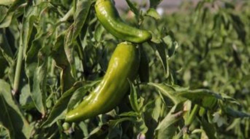 (&ouml;zel Haber) Biberin Fiyatı Tarladan Tezgaha 6 Kat Artıyor